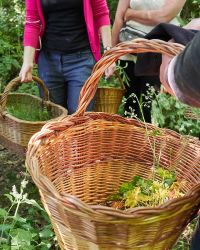 25.07.2026 Kräuterwanderung